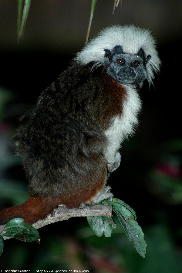 Photo de Singe - pinch  tte blanche