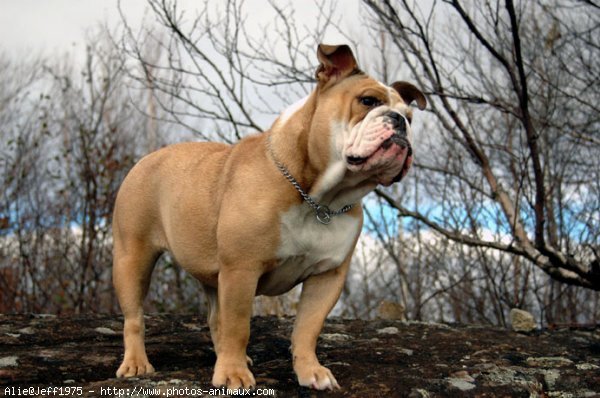 Photo de Bulldog