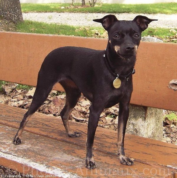 Photo de Pinscher nain