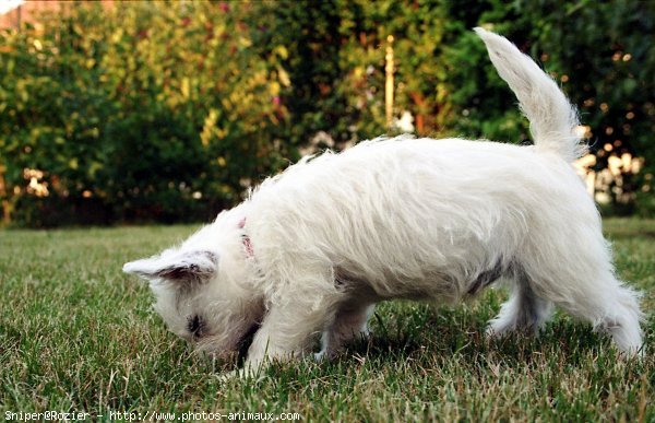 Photo de West highland white terrier