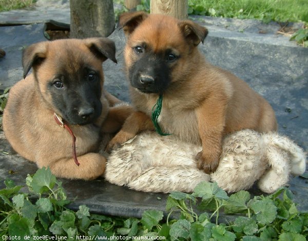 Photo de Berger belge malinois