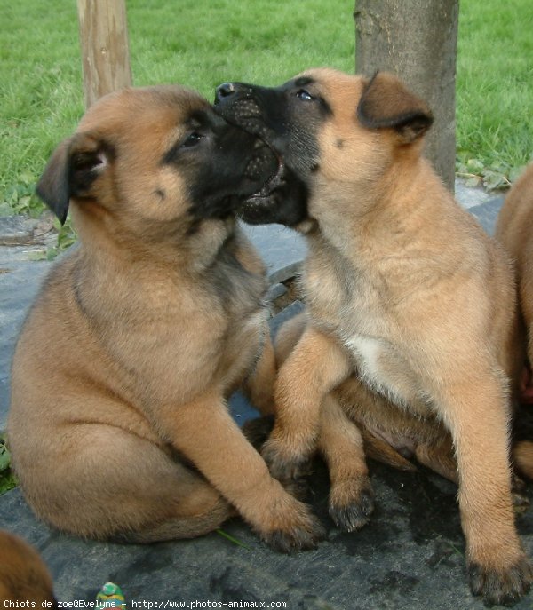 Photo de Berger belge malinois