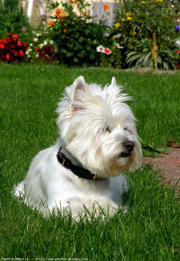 Photo de West highland white terrier