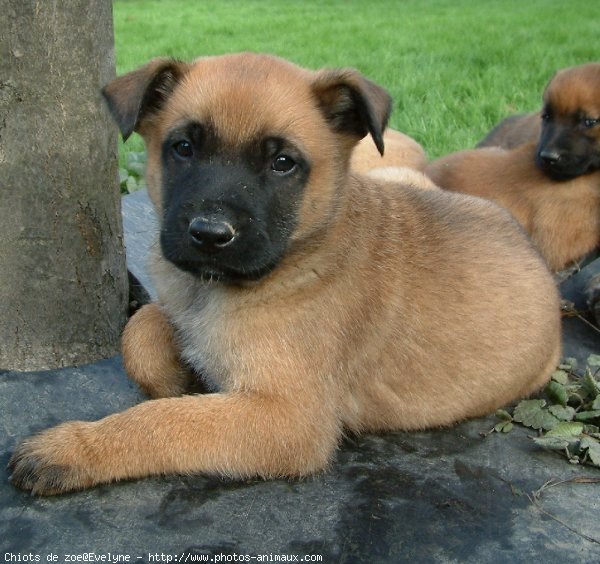 Photo de Berger belge malinois