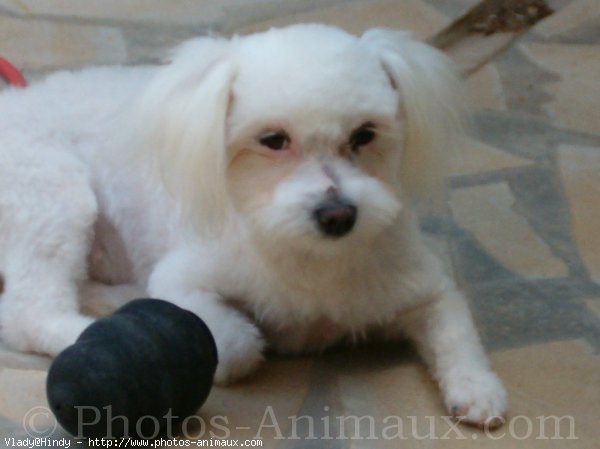 Photo de Bichon maltais