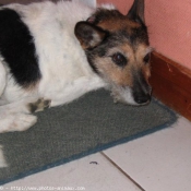 Photo de Fox terrier  poil dur