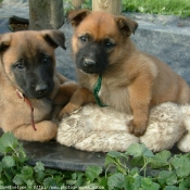 Photo de Berger belge malinois