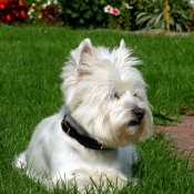 Photo de West highland white terrier