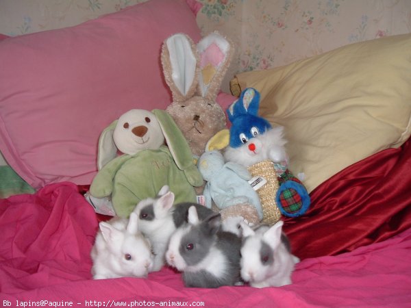 Photo de Lapin