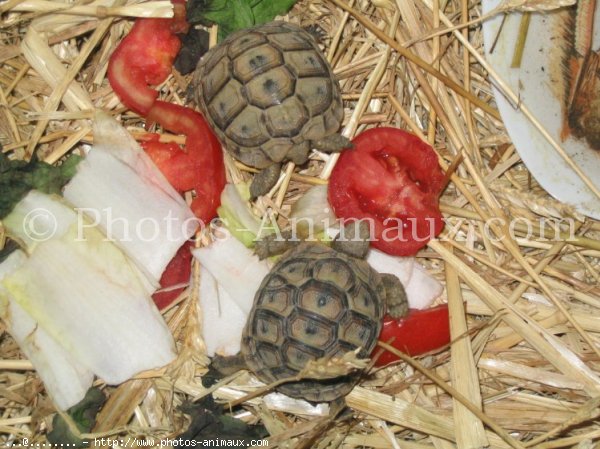 Photo de Tortue