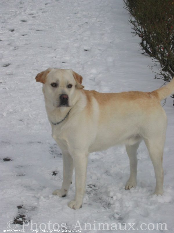 Photo de Labrador retriever