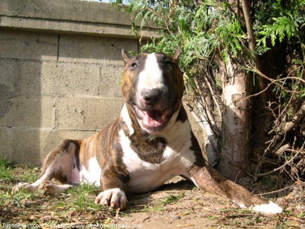 Photo de Bull terrier miniature