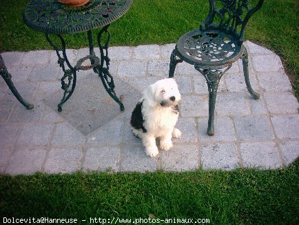 Photo de Terrier tibetain