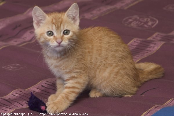 Photo de Chat domestique