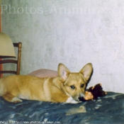 Photo de Welsh corgi pembroke