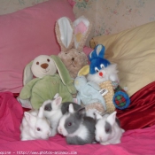 Photo de Lapin