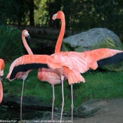 Photo de Flamand rose