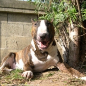 Photo de Bull terrier miniature