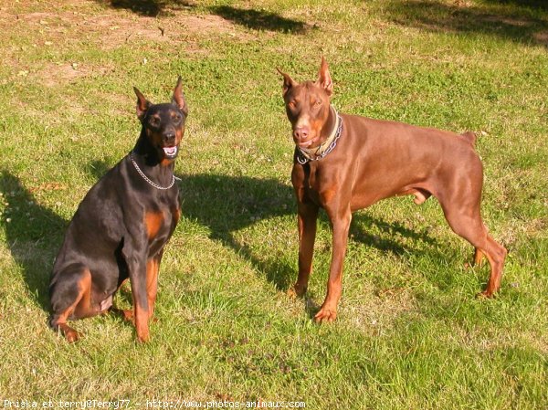 Photo de Dobermann