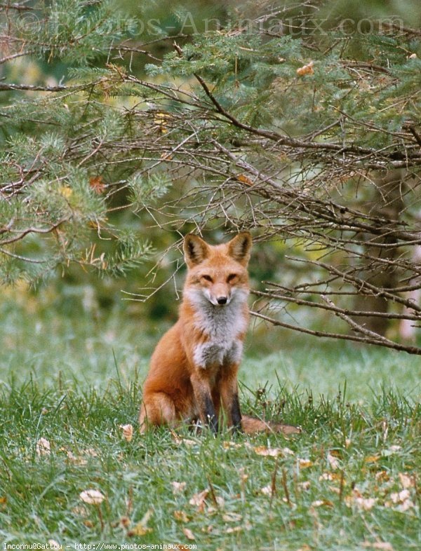 Photo de Renard