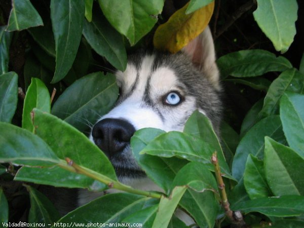 Photo de Husky siberien