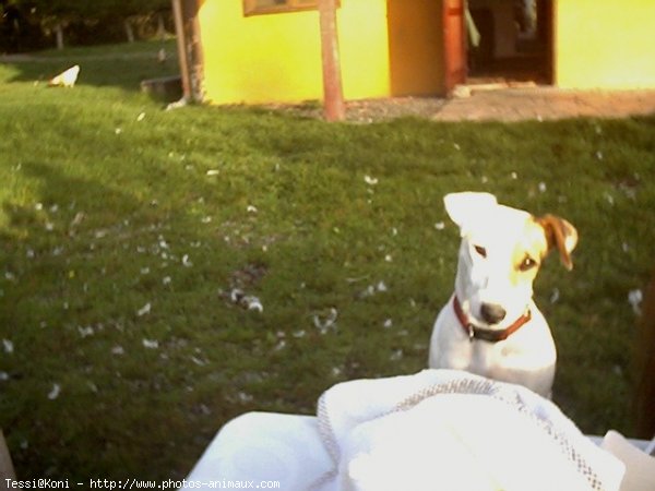 Photo de Jack russell terrier