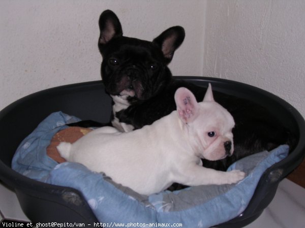 Photo de Bouledogue franais