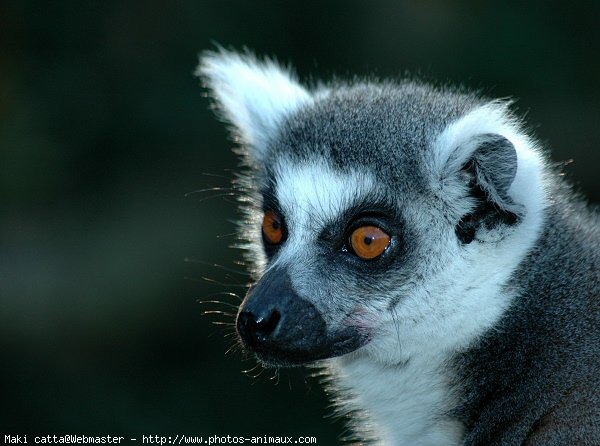 Photo de Lmurien - maki catta