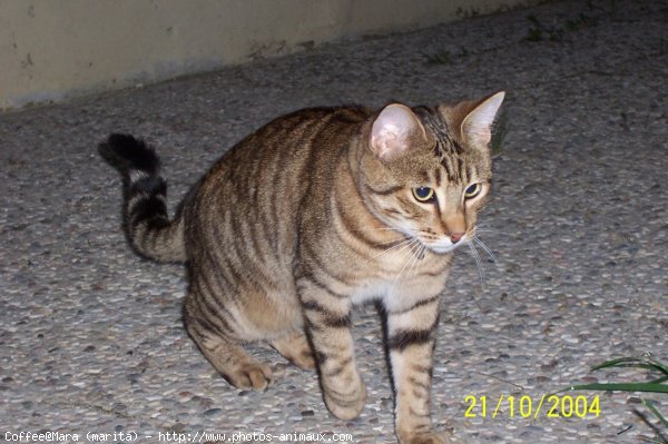 Photo de Chat domestique