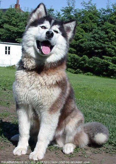 Photo de Malamute de l'alaska