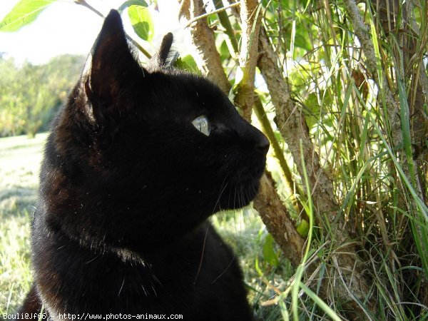 Photo de Chat domestique