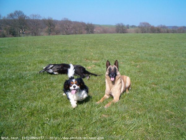 Photo de Races diffrentes