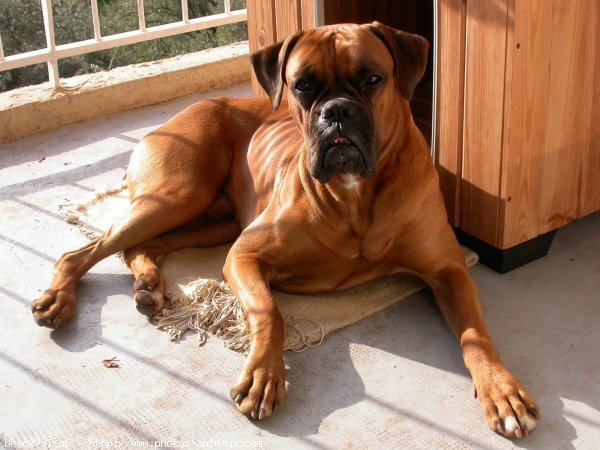 Photo de Boxer