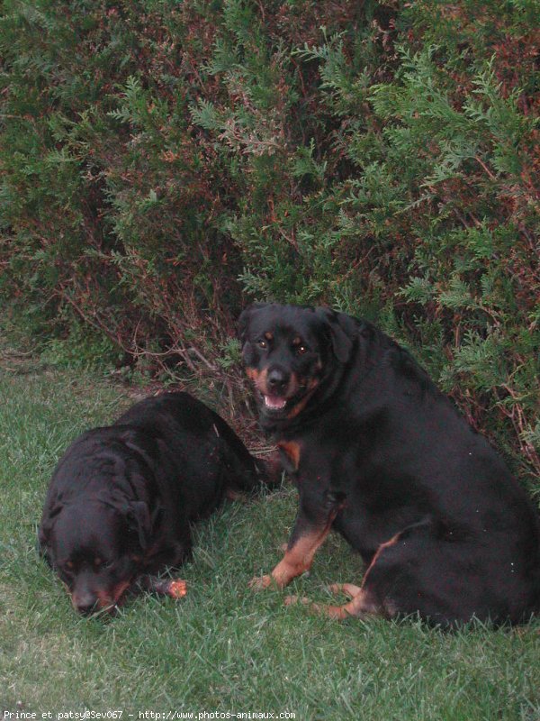 Photo de Rottweiler