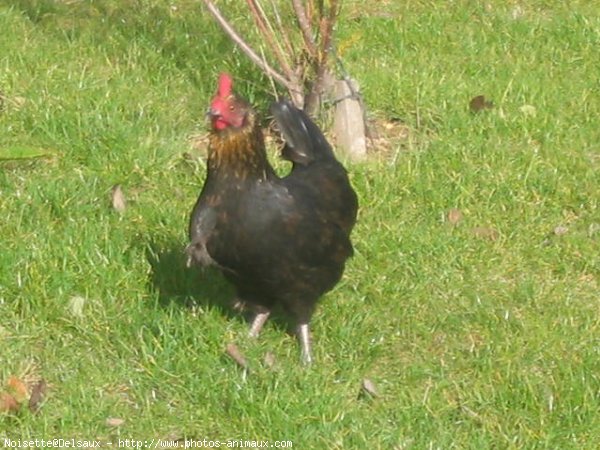 Photo de Poule