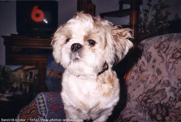 Photo de Shih tzu