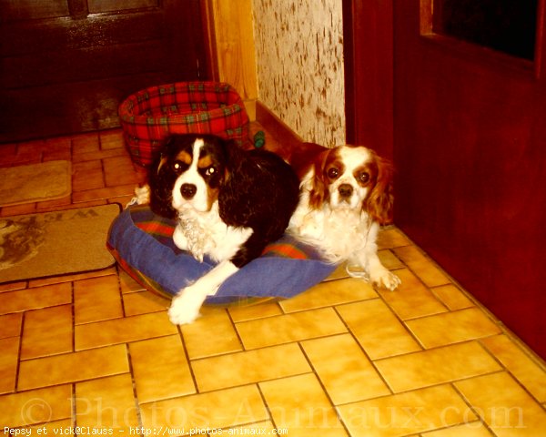 Photo de Cavalier king charles spaniel