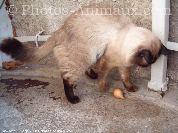 Photo de Sacr de birmanie