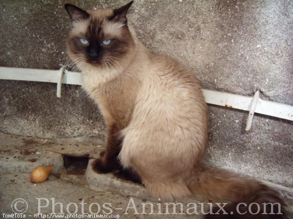 Photo de Sacr de birmanie