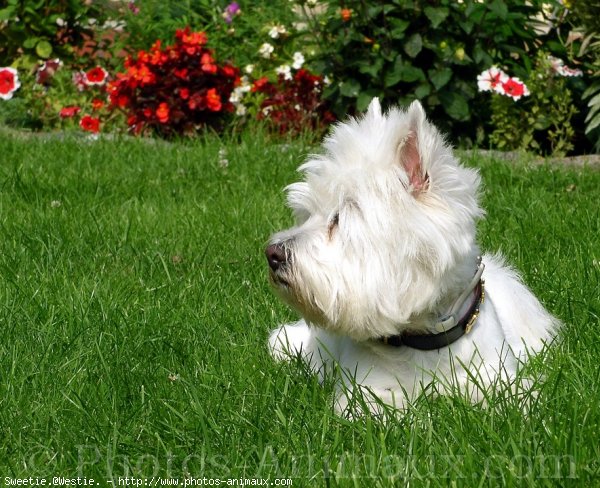 Photo de West highland white terrier