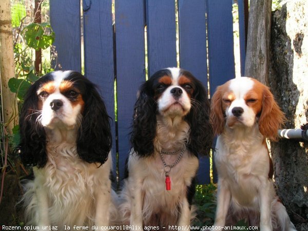 Photo de Cavalier king charles spaniel