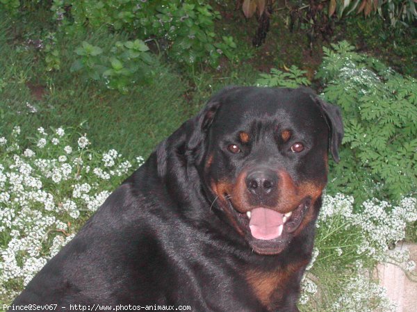 Photo de Rottweiler