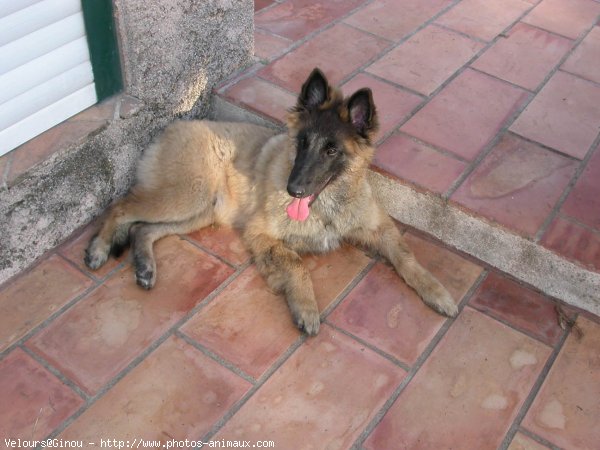 Photo de Berger belge malinois