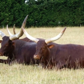 Photo de Watusi