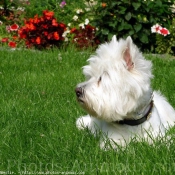 Photo de West highland white terrier