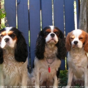 Photo de Cavalier king charles spaniel