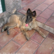 Photo de Berger belge malinois