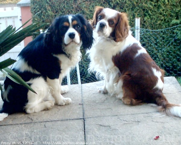 Photo de Cavalier king charles spaniel