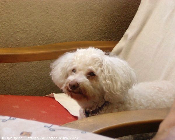 Photo de Bichon  poil fris