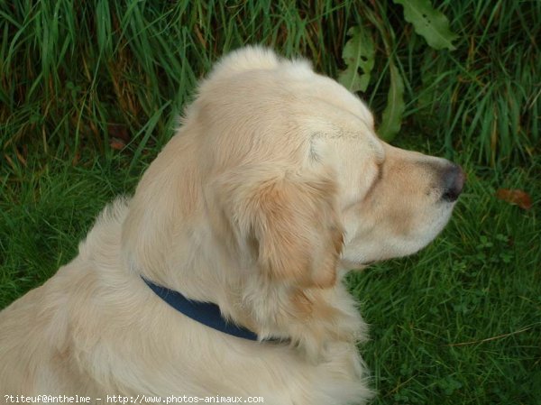 Photo de Golden retriever